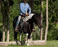 jumping-draft-horse