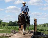 performance-draft-horse