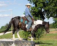 ridden-english-draft-horse