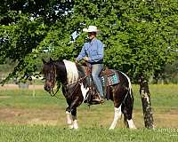 ridden-western-draft-horse