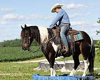 show-draft-horse