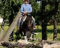 show-hack-draft-horse