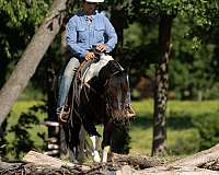 trail-draft-horse