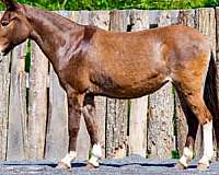 athletic-mule
