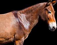 beginner-mule