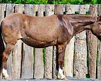 calf-roping-mule