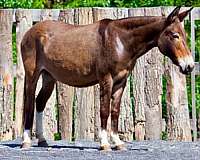 endurance-mule