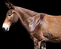 experienced-mule