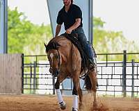 athletic-appaloosa-horse
