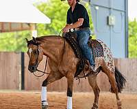 flashy-appaloosa-horse