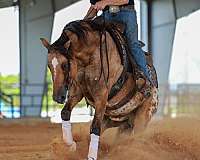 husband-safe-appaloosa-horse
