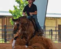 performance-appaloosa-horse