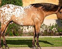 ranch-appaloosa-horse