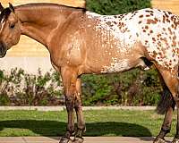 ranch-versatility-appaloosa-horse