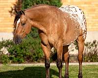 ranch-work-appaloosa-horse