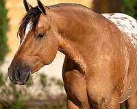 reining-appaloosa-horse