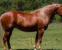 athletic-poa-horse