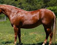 beginner-poa-horse