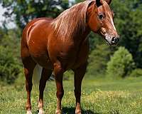 flashy-poa-horse