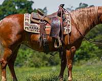 kid-safe-poa-horse