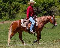 ranch-poa-horse