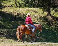 ranch-work-poa-horse