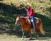 trail-poa-horse
