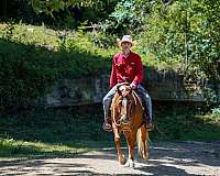 trail-riding-poa-horse