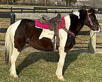 athletic-pony