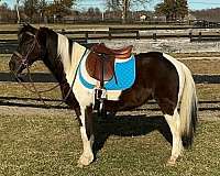 beginner-pony