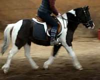 endurance-pony