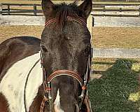 english-pleasure-pony