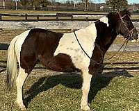 equitation-pony