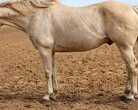 athletic-quarter-horse