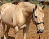 calf-roping-quarter-horse