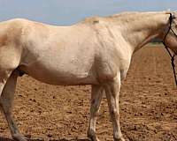 endurance-quarter-horse