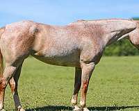 athletic-paint-horse