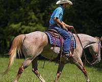 calf-roping-paint-horse