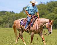 flashy-paint-horse