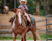 ranch-paint-horse