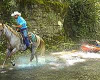 ranch-versatility-paint-horse