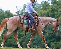 ranch-work-paint-horse