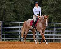 ridden-english-paint-horse