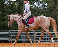 ridden-western-paint-horse