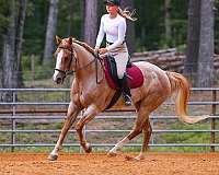 roping-paint-horse