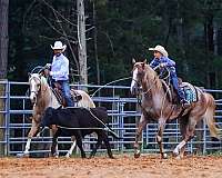 show-paint-horse
