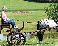 athletic-poa-pony