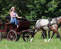 beginner-poa-pony