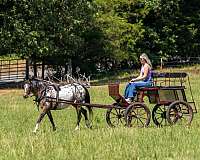 driving-poa-pony