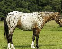 flashy-poa-pony